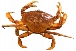 Crab PNG images free dowbload