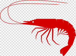Shrimp and prawn as food Seafood , crab transparent ...