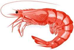 Red boiled shrimp in vector format. Design element for your ...
