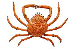 Free Crab Clipart, Download Free Clip Art, Free Clip Art on ...