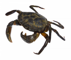 Crab PNG Image - PurePNG | Free transparent CC0 PNG Image Library