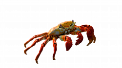 Red Crab Standing PNG Image - PurePNG | Free transparent CC0 PNG ...