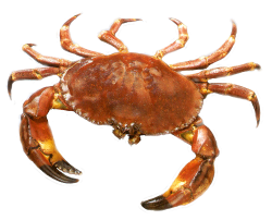39 units of Crab Images