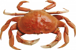 Crab Group (62+)