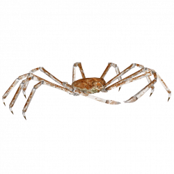 36 Crab PNG Images With Transparent Backgrounds - Free Transparent ...