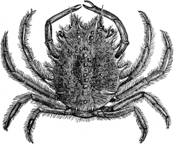 European Spider Crab | ClipArt ETC