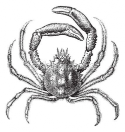 European spider crab or Maja squinado vintage engraving ...