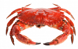 red crab standing png - Free PNG Images | TOPpng