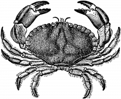 top view of a crab clip art clipart - BClipart