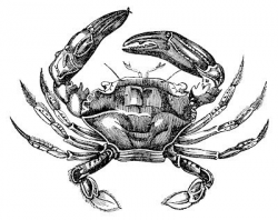 9 Crab Images Free - Hermit Crabs too! | The Sea | Art ...