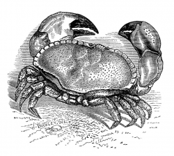Vintage Crab Engraving ~ Free Clip Art | Nature | Clip art ...