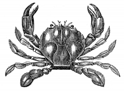 9 Crab Images Free - Hermit Crabs too! | Embroidery | Crab ...