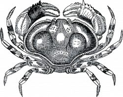 Clipart - Grayscale Crab