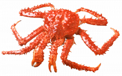 Crabs Pictures | Aquatic Sea Animals ~ Cinipictures