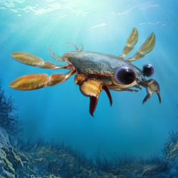 Nightmare crab with cartoon eyes: scientists discover ...