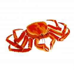 Red king crab Clip art - crab 1240*1185 transprent Png Free Download ...