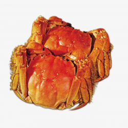 Cooked Crabs, Crabs, Crab, Seafood PNG Image and Clipart for ...