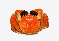 Crab, Food, Crabs PNG Image and Clipart for Free Download