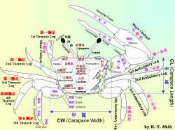 Fiddler Crab Information Web@