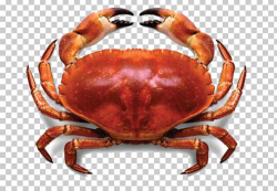 Crab Meat Lobster Seafood Fresh Water PNG, Clipart, Animals ...