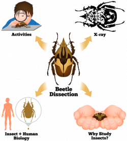 Insect Anatomy and Physiology | Ask A Biologist