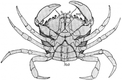 Female Shore Crab | ClipArt ETC