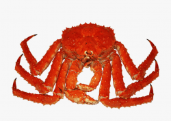 Crab Png Transparent Images - King Crab Png #1058116 - Free ...