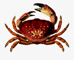 Giant Mud Crab Decapoda Silhouette Fiddler Crab - Crabs Png ...