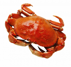 Transparent Crab Ocean Crab Png - Clip Art Library