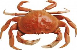 Crab PNG Transparent Images Free Download Clip Art - carwad.net
