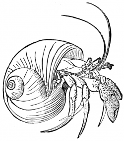 line drawings of shells | Hermit Crab | Embroidery | Crab ...