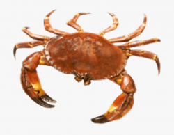 Crab Png Transparent Images - Stone Crab #82090 - Free ...
