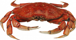 Crab Icon Clipart | Web Icons PNG
