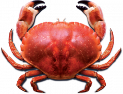 Crab PNG Images Transparent Free Download | PNGMart.com