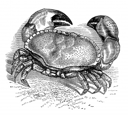 Vintage Crab Engraving ~ Free Clip Art - Old Design Shop Blog