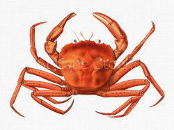 Crab Clipart Image 'Deep-sea Red Crab' Vintage Illustration for Collages,  Graphic Design, Decoupage, Wall Decor, Invites...