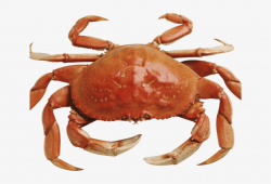Crabs Clipart Yellow Crab - Png Crab - Free Transparent PNG ...