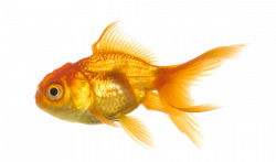 PNG Goldfish Transparent Goldfish.PNG Images. | PlusPNG