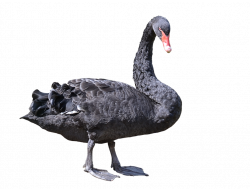 Black Swan by FrankAndCarySTOCK | Hunting Birds | Pinterest | Swans ...