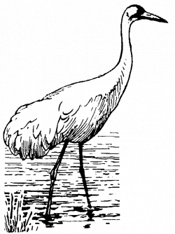 28+ Collection of Siberian Crane Drawing | High quality, free ...