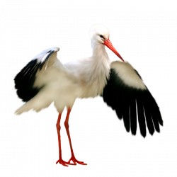 Stork PNG images free download