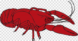 Crayfish Cajun cuisine Procambarus clarkii , Crustacean ...