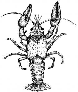 15+ Crayfish Clipart | ClipartLook