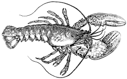 Drawn lobster - PinArt | Download, lobster drawing lessons2 ...