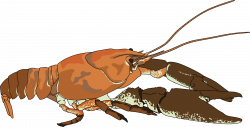 Clipart - Ecrevisse a pattes blanches - white-clawed crayfish