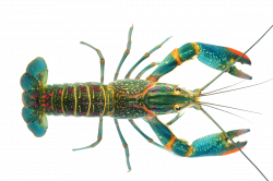 Lobster Crayfish as food Cherax quadricarinatus Blue crayfish - claw ...