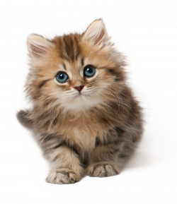 Kittens Clipart Transparent Background Picture 2884444 Kittens Clipart Transparent Background - kittens transparent roblox picture 2688398 kittens transparent