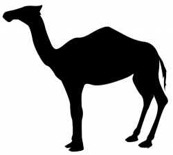 Camel Silhouette at GetDrawings.com | Free for personal use Camel ...