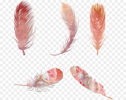 Pink Background clipart - Feather, transparent clip art