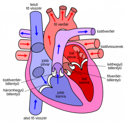 File:Diagram of the human heart hu.svg - Wikipedia
